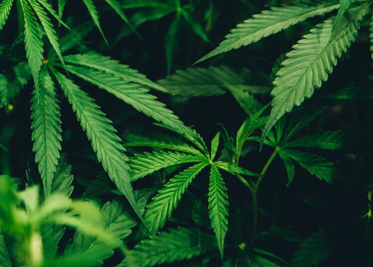 Wat zijn de voordelen van Cannabis?